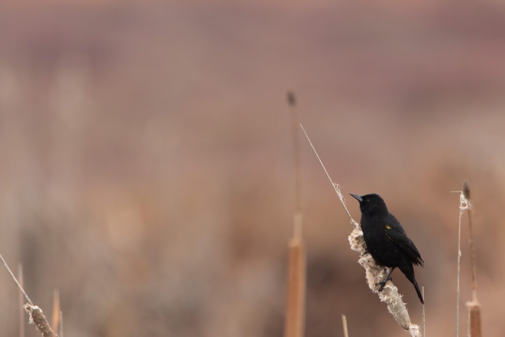 Carouge galonné (Agelasticus thilius - Yellow-winged Blackbird)