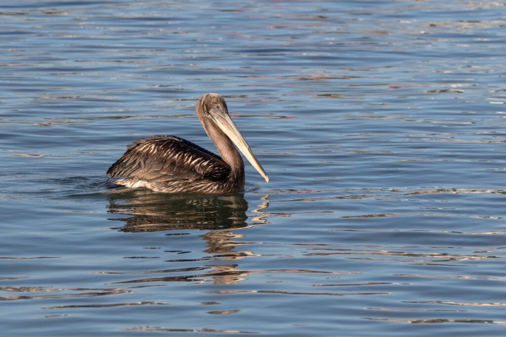 Pélican thage (Pelecanus thagus - Peruvian Pelican)