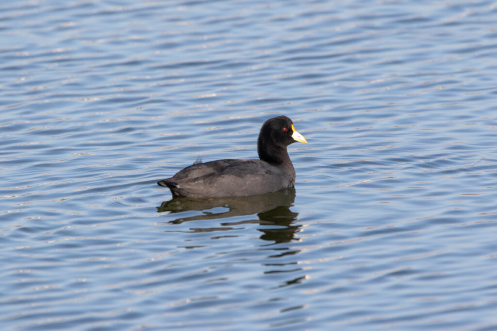 Foulque leucoptère (Fulica leucoptera - White-winged Coot)