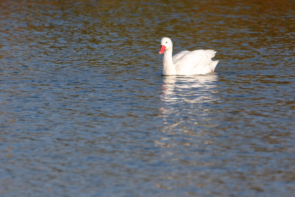 Coscoraba blanc (Coscoroba coscoroba - Coscoroba Swan)