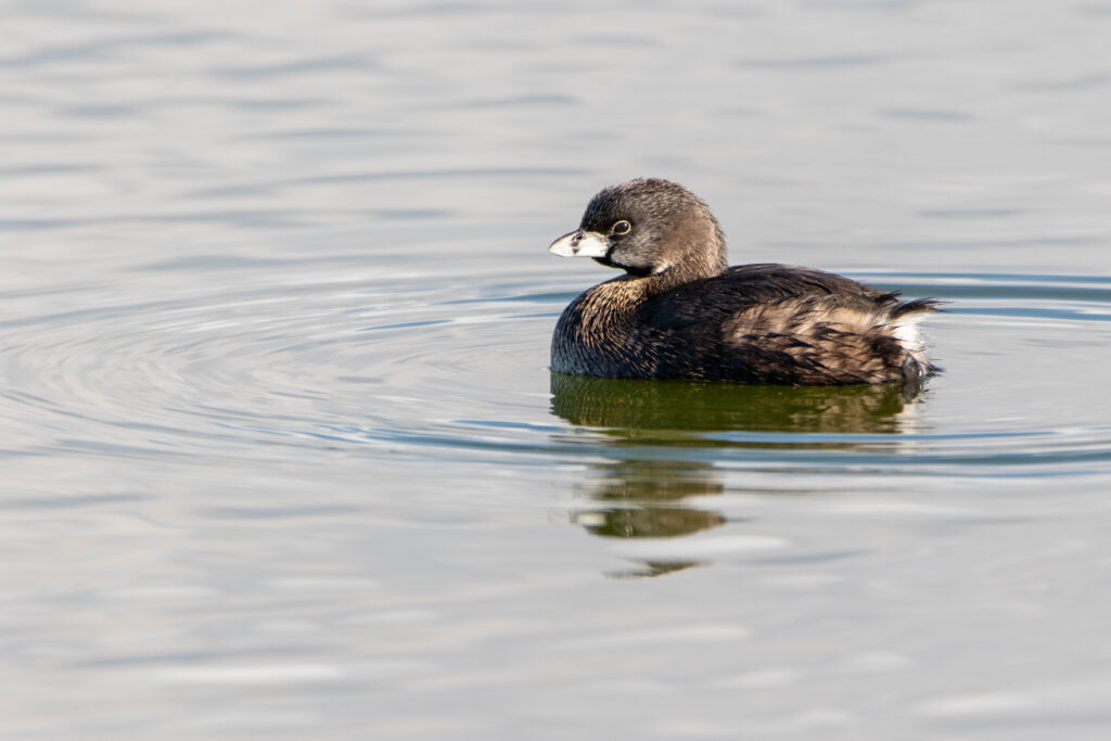 Grèbe à bec bigarré (Podilymbus podiceps - Pied-billed Grebe) - Chili