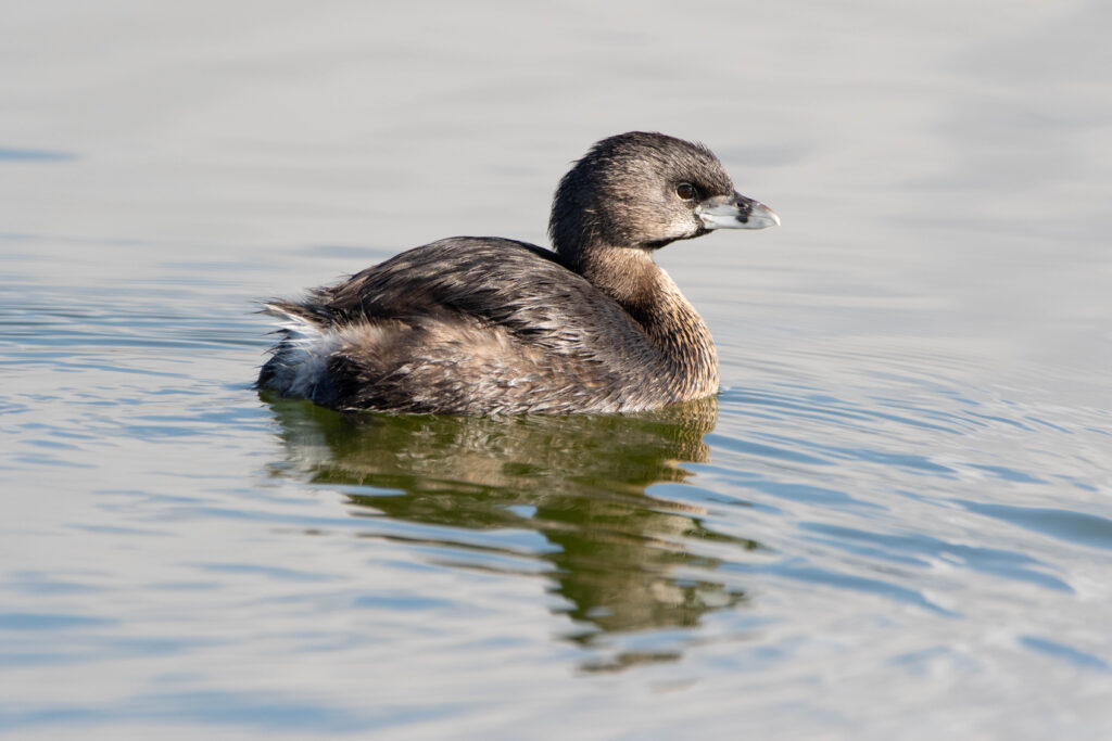 Grèbe à bec bigarré (Podilymbus podiceps - Pied-billed Grebe)