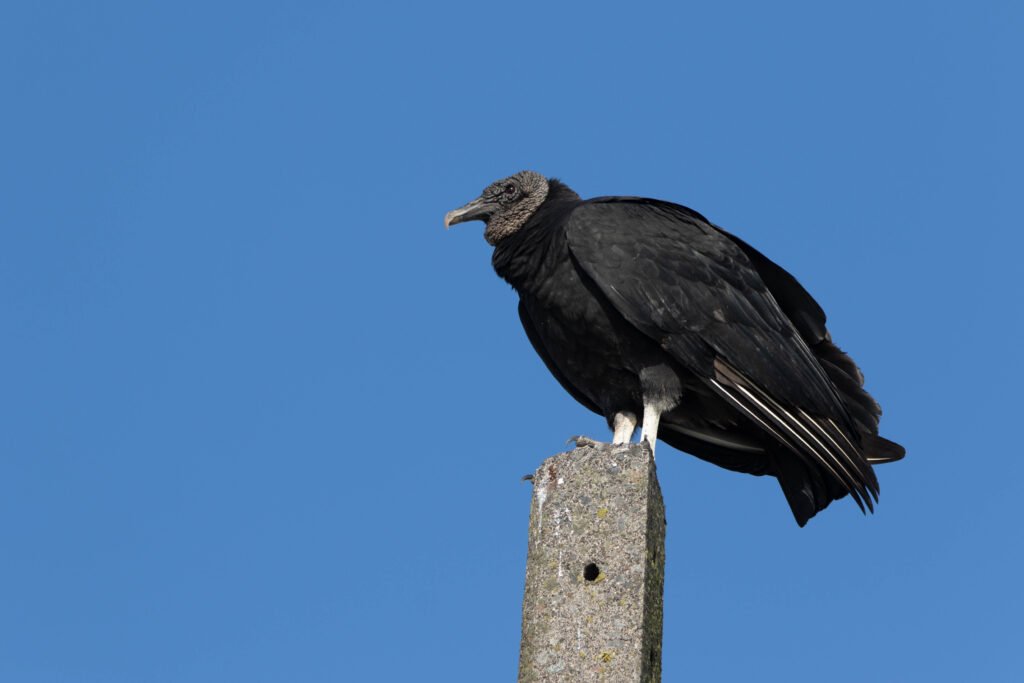 Urubu noir (Coragyps atratus - Black Vulture)