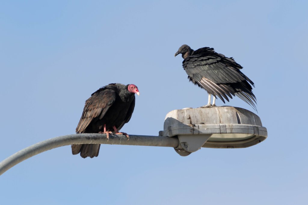Urubu à tête rouge (Cathartes aura - Turkey Vulture) et Urubu noir (Coragyps atratus - Black Vulture)