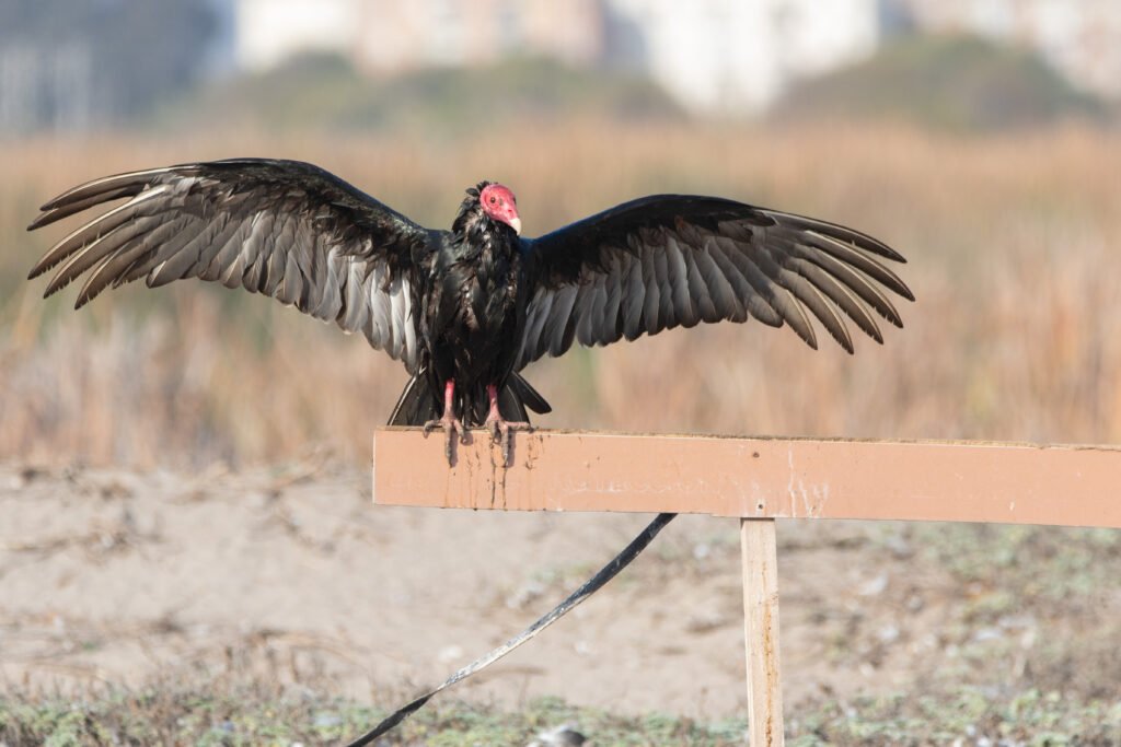 Urubu à tête rouge (Cathartes aura - Turkey Vulture)