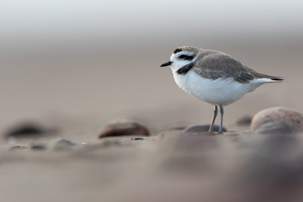 Gravelot neigeux (Anarhynchus nivosus - Snowy Plover) 8