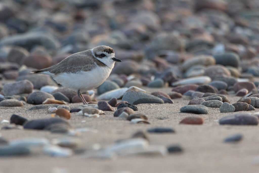 Gravelot neigeux (Anarhynchus nivosus - Snowy Plover) 7