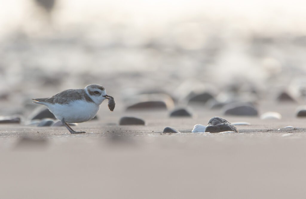 Gravelot neigeux (Anarhynchus nivosus - Snowy Plover) 5