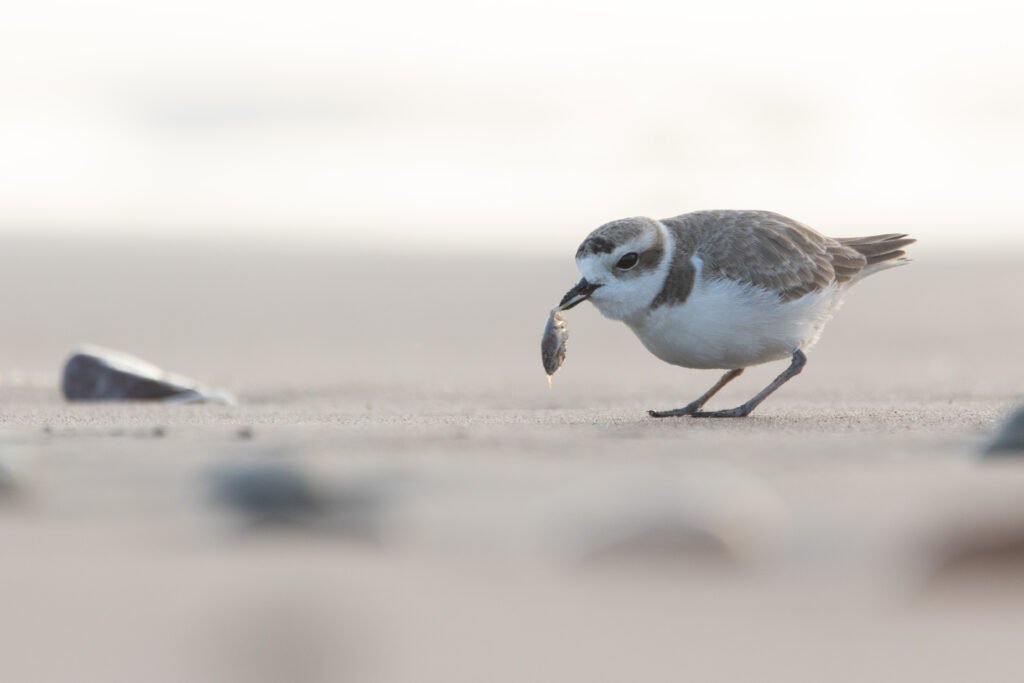 Gravelot neigeux (Anarhynchus nivosus - Snowy Plover) 4