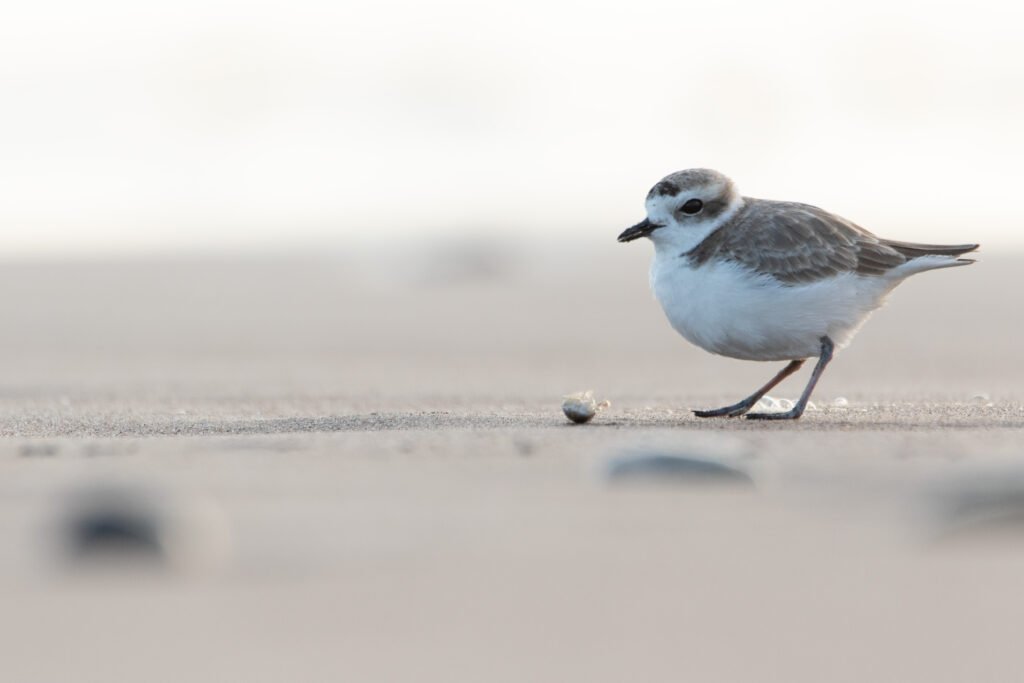 Gravelot neigeux (Anarhynchus nivosus - Snowy Plover) 3
