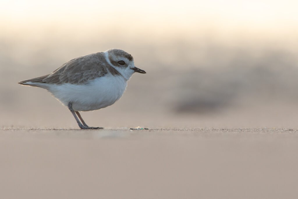 Gravelot neigeux (Anarhynchus nivosus - Snowy Plover) 2