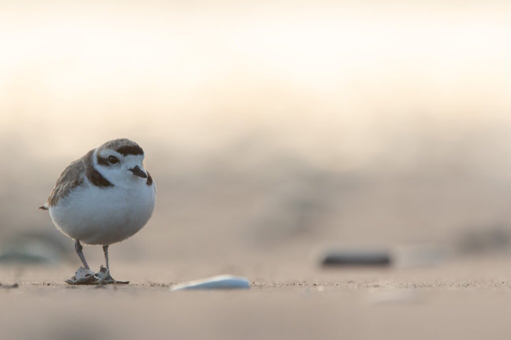 Gravelot neigeux (Anarhynchus nivosus - Snowy Plover)