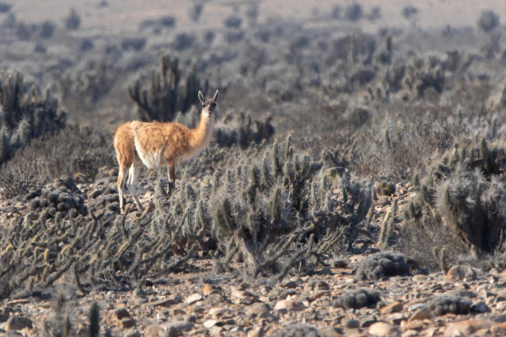 Guanaco (Lama guanicoe - Guanaco) 2