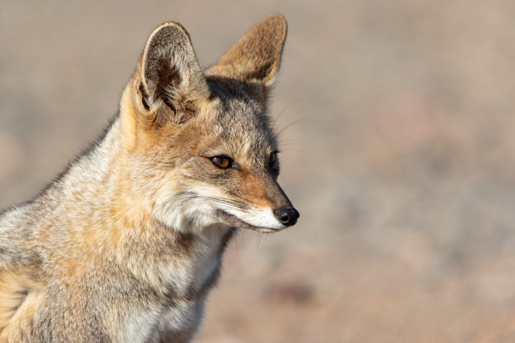 Renard de Magellan (Lycalopex culpaeus - Culpeo) 10