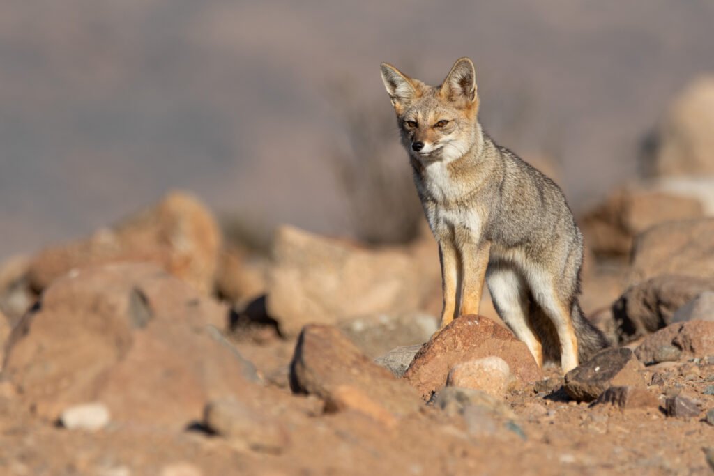 Renard de Magellan (Lycalopex culpaeus - Culpeo)