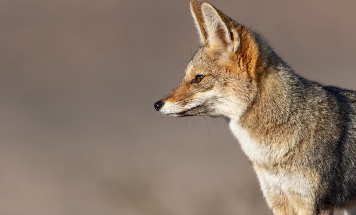 Renard de Magellan (Lycalopex culpaeus - Culpeo) 7
