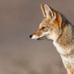 Renard de Magellan (Lycalopex culpaeus - Culpeo) 7