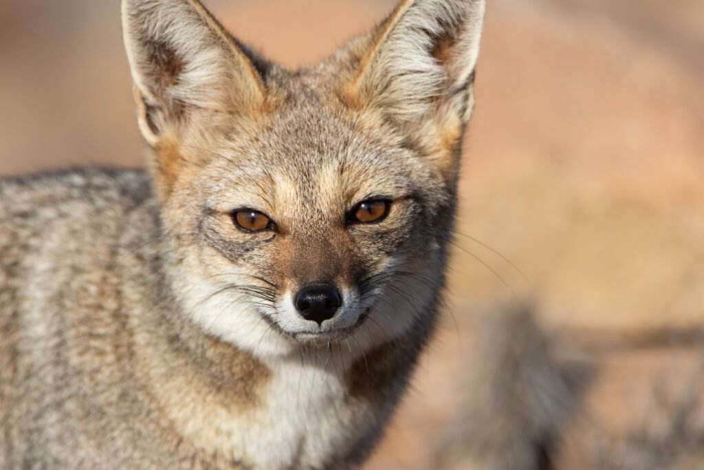 Renard de Magellan (Lycalopex culpaeus - Culpeo) 6