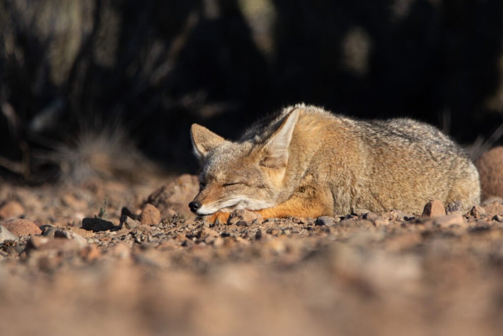 Renard de Magellan (Lycalopex culpaeus - Culpeo) 5