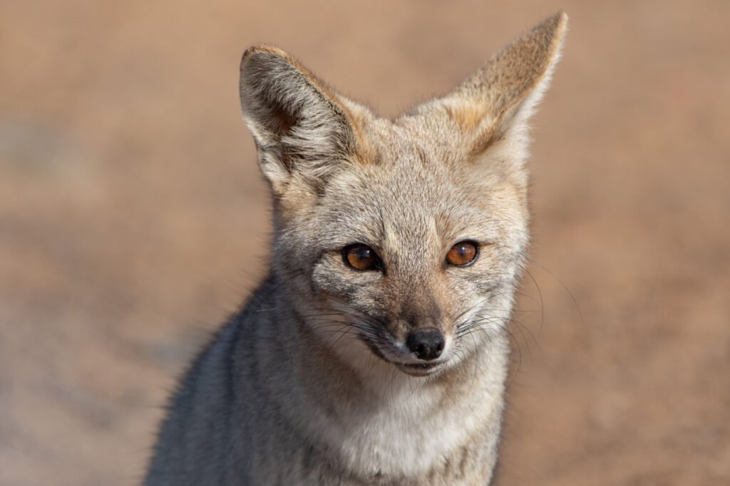 Renard de Magellan (Lycalopex culpaeus - Culpeo) 4