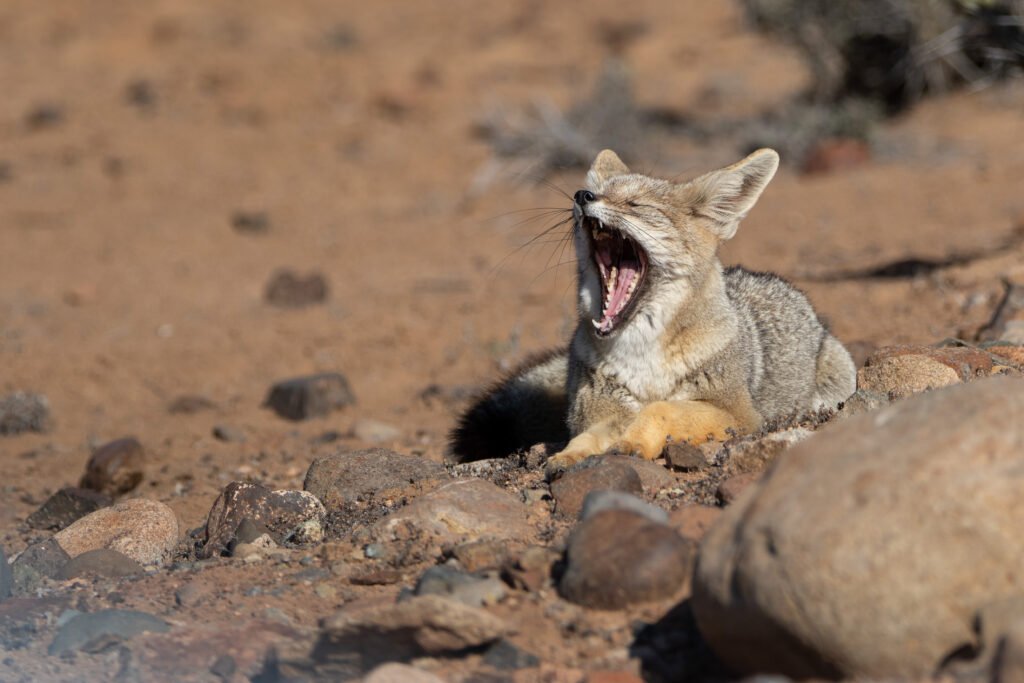 Renard de Magellan (Lycalopex culpaeus - Culpeo) 2