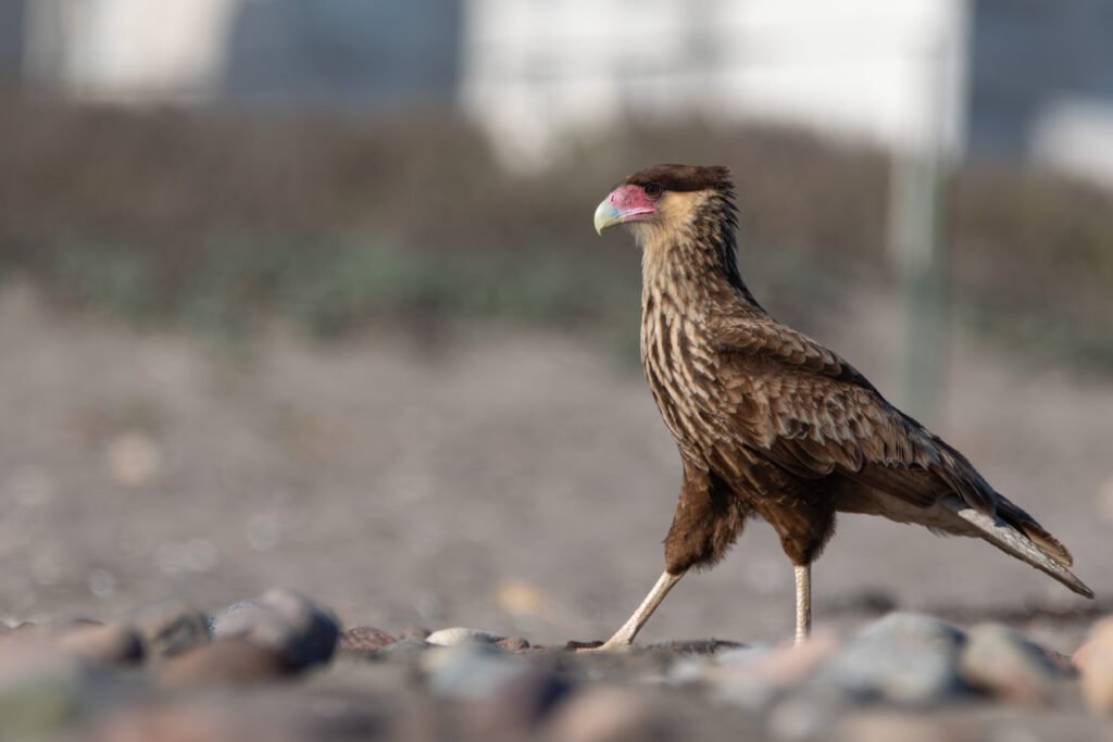 Caracara huppé (Caracara plancus - Crested Caracara)