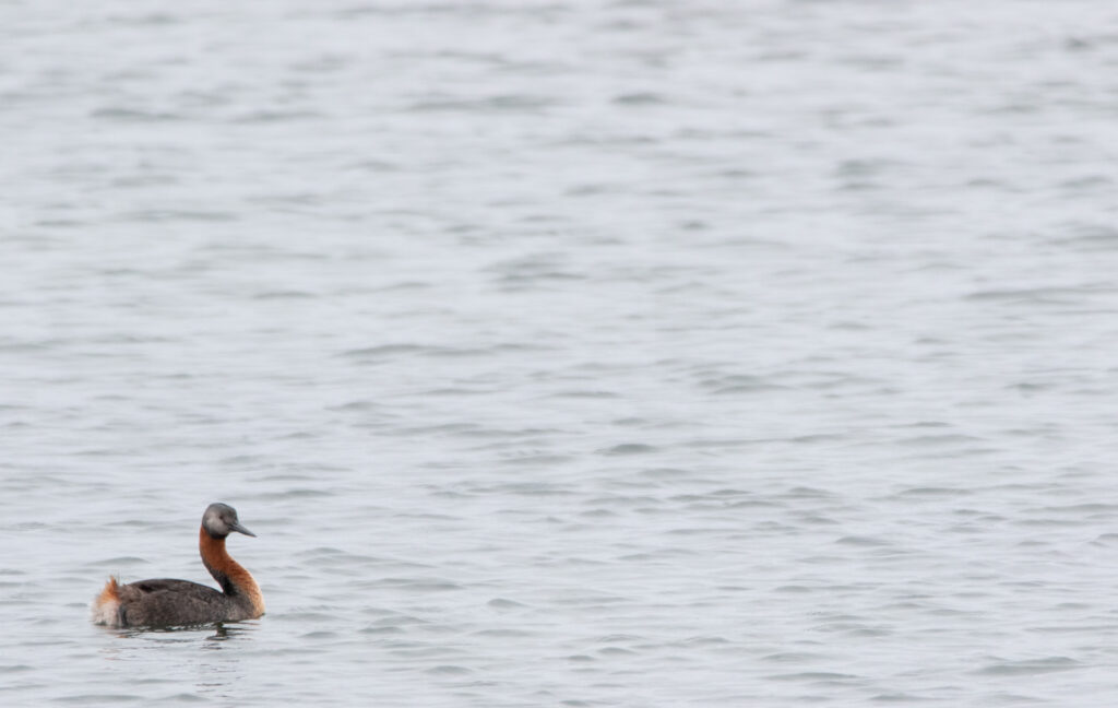 Grand grèbe (Podiceps major - Great Grebe)