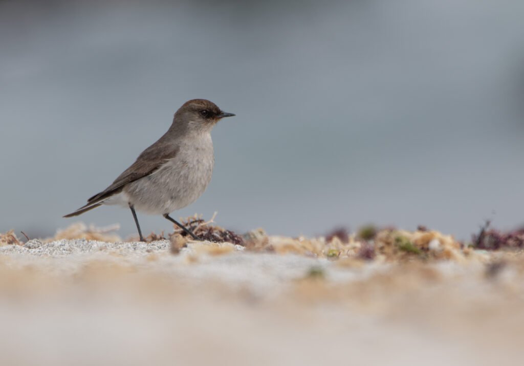 Dormilon bistré (Muscisaxicola maclovianus - Dark-faced Ground Tyrant)