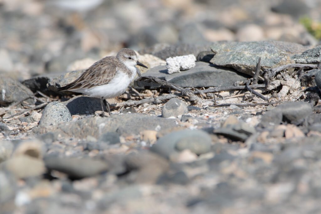 Bécasseau semipalmé (Calidris pusilla - Semipalmated Sandpiper)