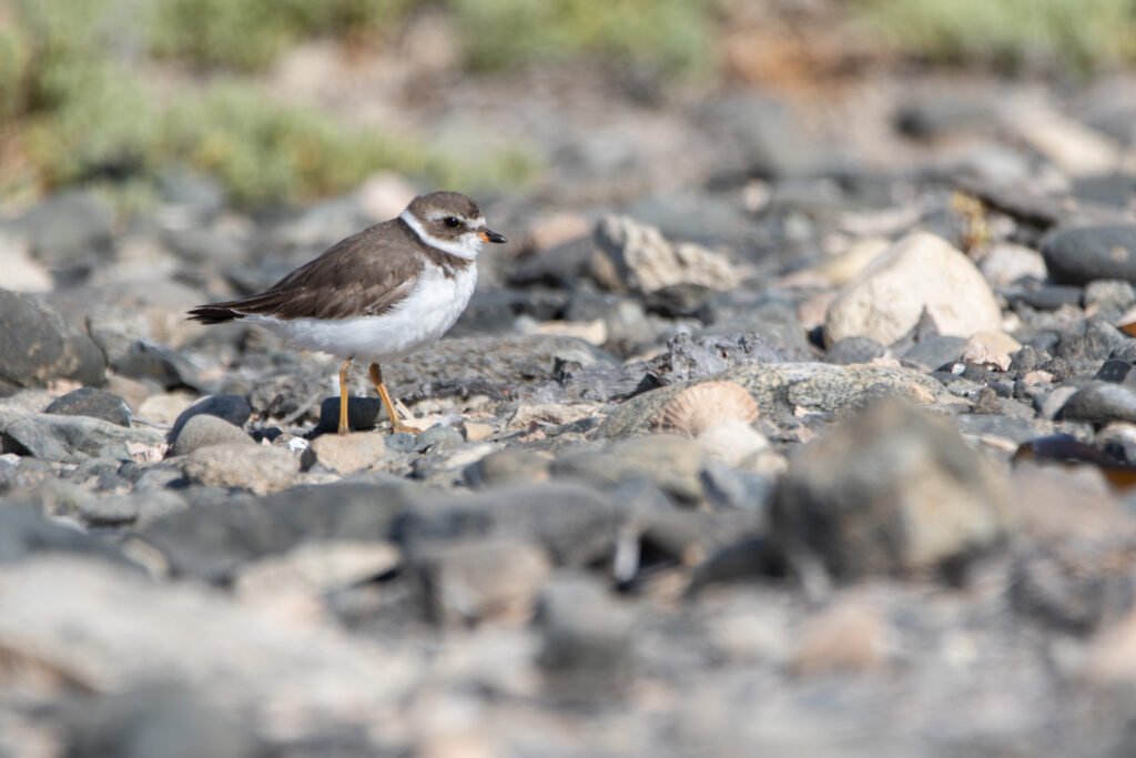 Gravelot semipalmé (Charadrius semipalmatus - Semipalmated Plover) - Chili