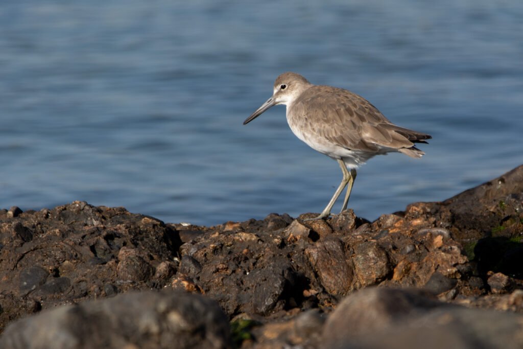 Chevalier semipalmé (Tringa semipalmata - Willet) - Chili