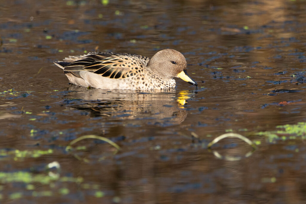 Sarcelle tachetée (Anas flavirostris - Yellow-billed Teal)