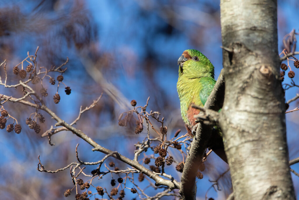 Conure magellanique (Enicognathus ferrugineus - Austral Parakeet)