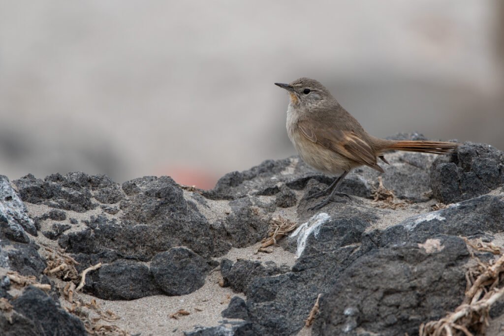 Synallaxe des rocailles (Asthenes modesta - Cordilleran Canastero)