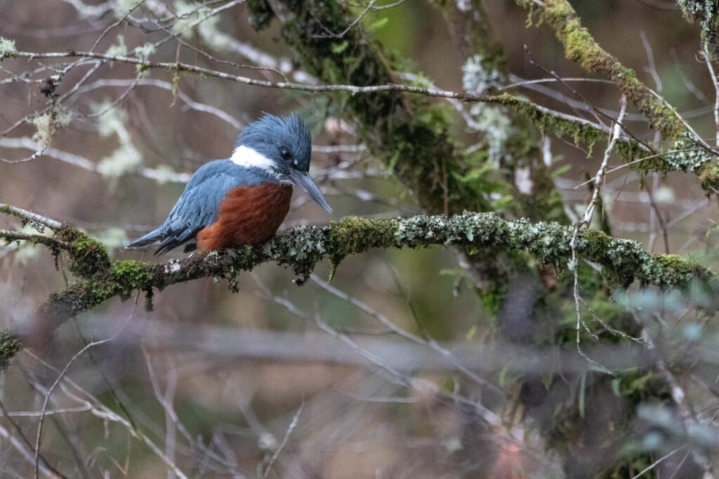 Martin-pêcheur à ventre roux (Megaceryle torquata - Ringed Kingfisher) 3