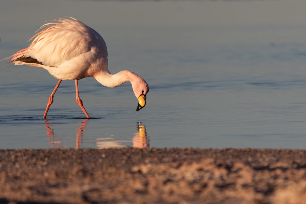Flamant de James (Phoenicoparrus jamesi - James's Flamingo)