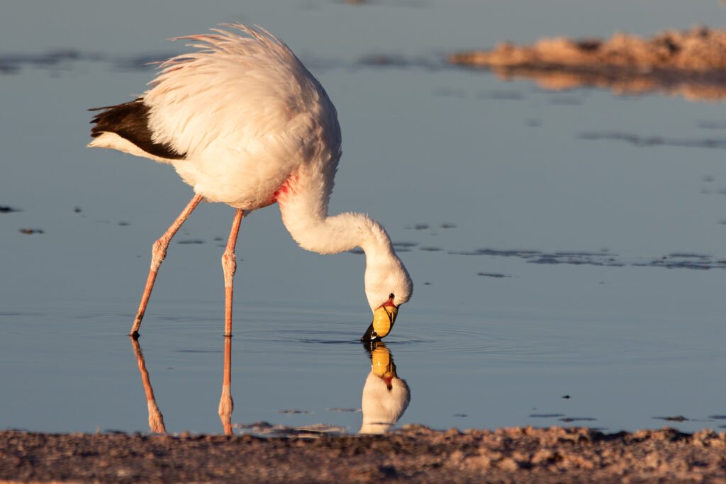 Flamant de James (Phoenicoparrus jamesi - James's Flamingo) - San Pedro de Atacama