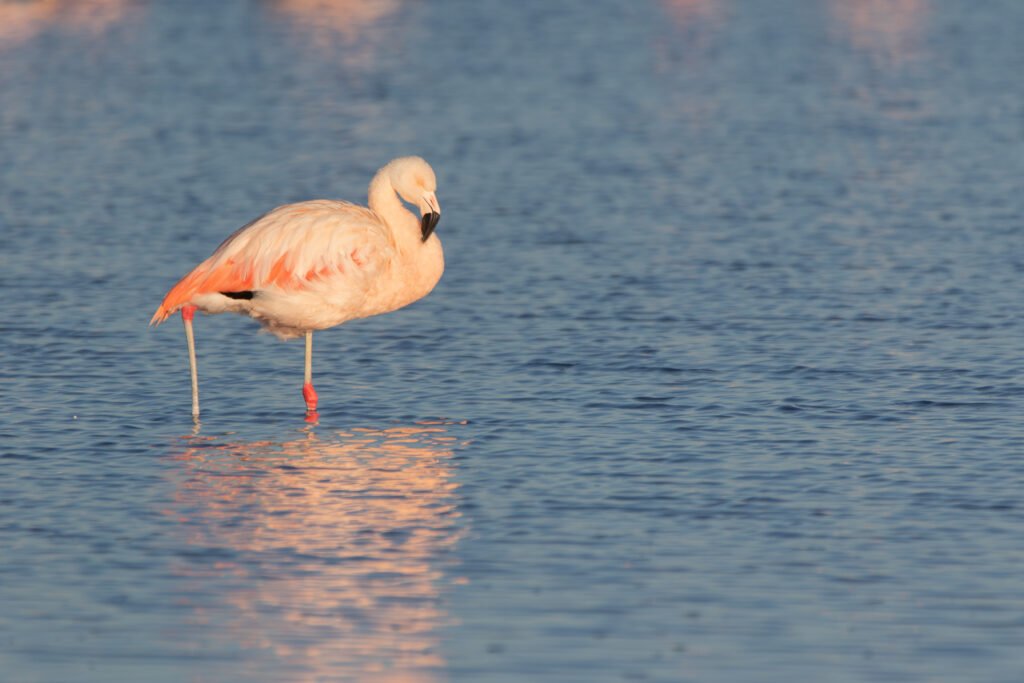 Flamant du Chili (Phoenicopterus chilensis - Chilean Flamingo) 3