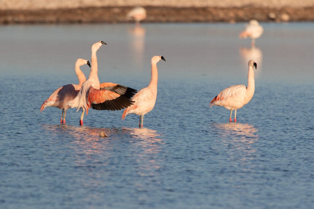 Flamants du Chili (Phoenicopterus chilensis - Chilean Flamingo)
