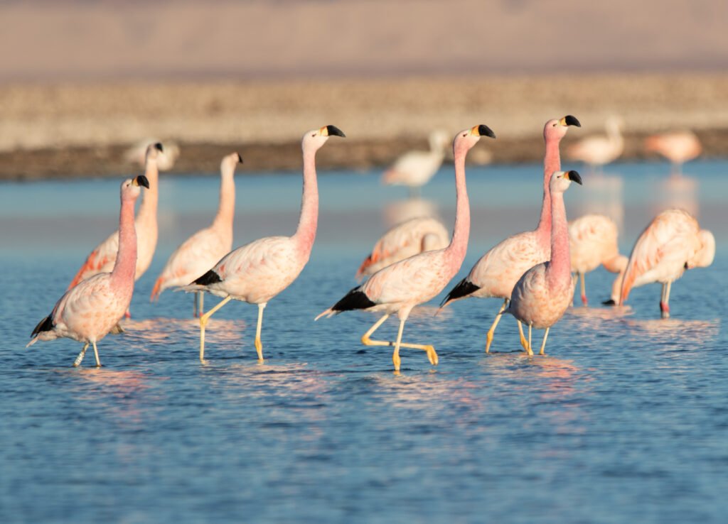 Flamants des Andes (Phoenicoparrus andinus - Andean Flamingo)