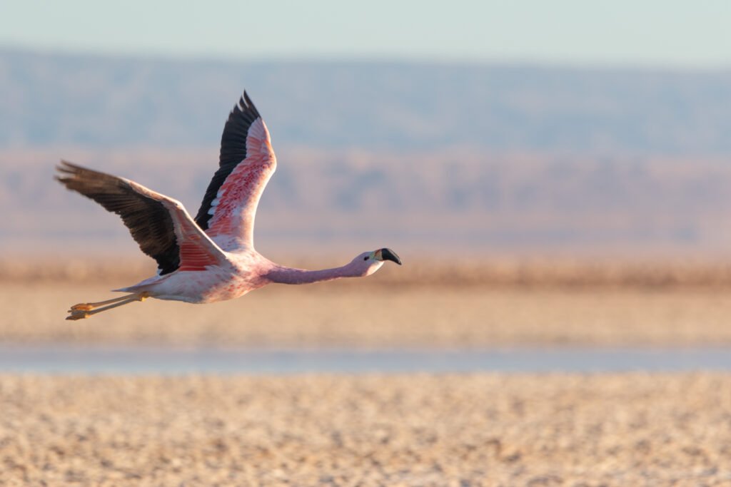 Flamant des Andes (Phoenicoparrus andinus - Andean Flamingo) 2