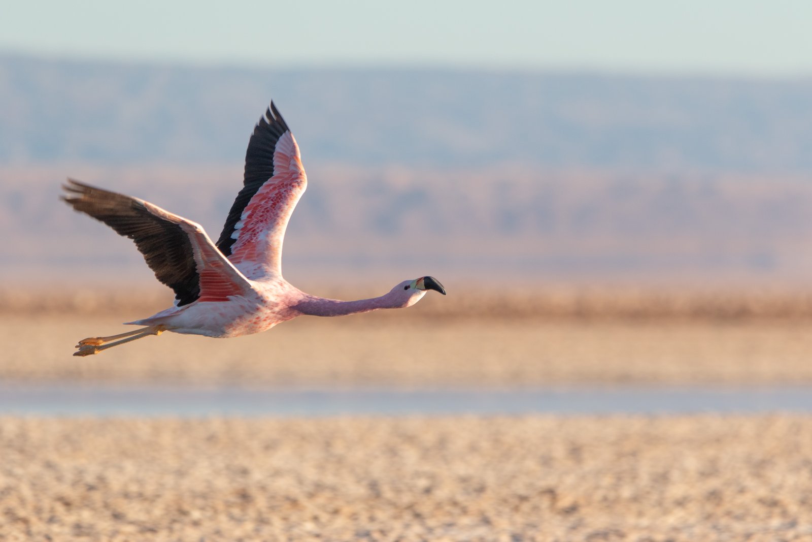 Flamant des Andes (Phoenicoparrus andinus - Andean Flamingo) 2