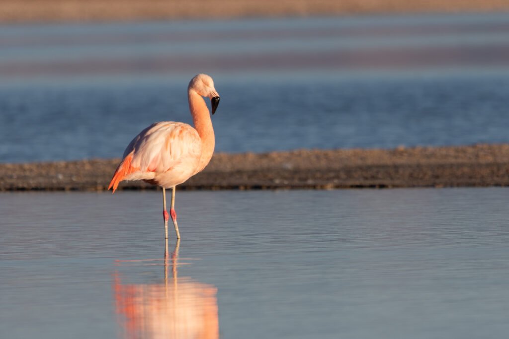 Flamant du Chili (Phoenicopterus chilensis - Chilean Flamingo) 2