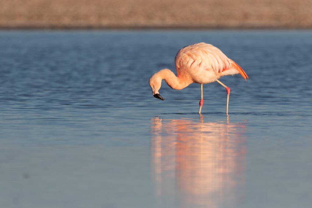 Flamant du Chili (Phoenicopterus chilensis - Chilean Flamingo)