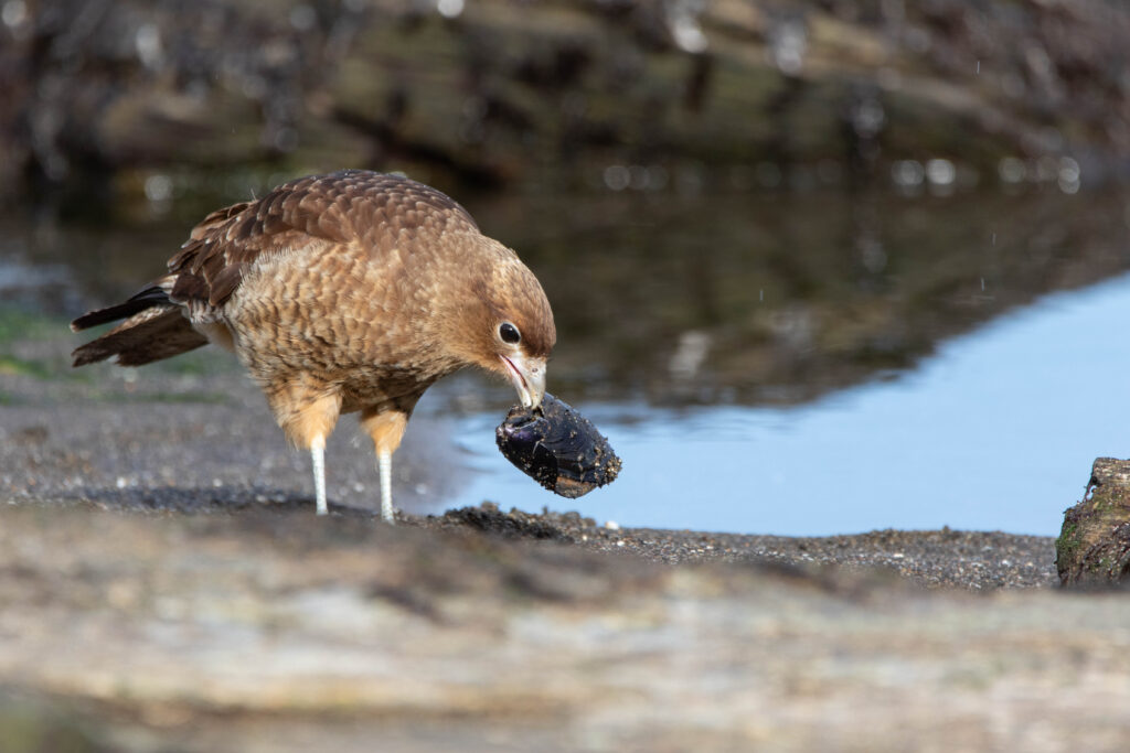 Caracara chimango (Milvago chimango - Chimango Caracara 2