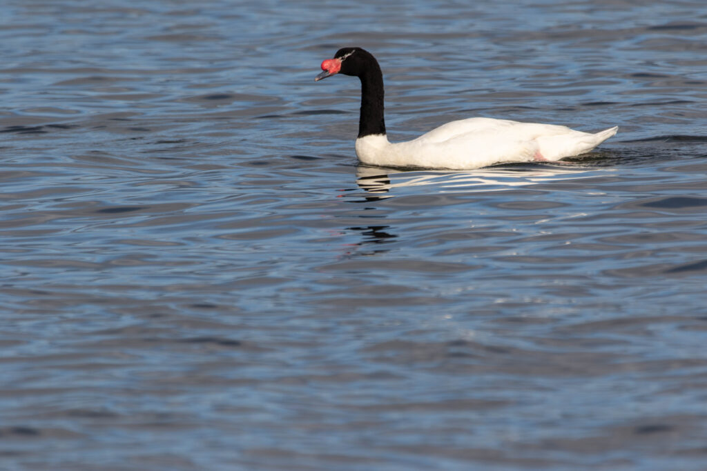 Cygne à cou noir (Cygnus melancoryphus - Black-necked Swan)