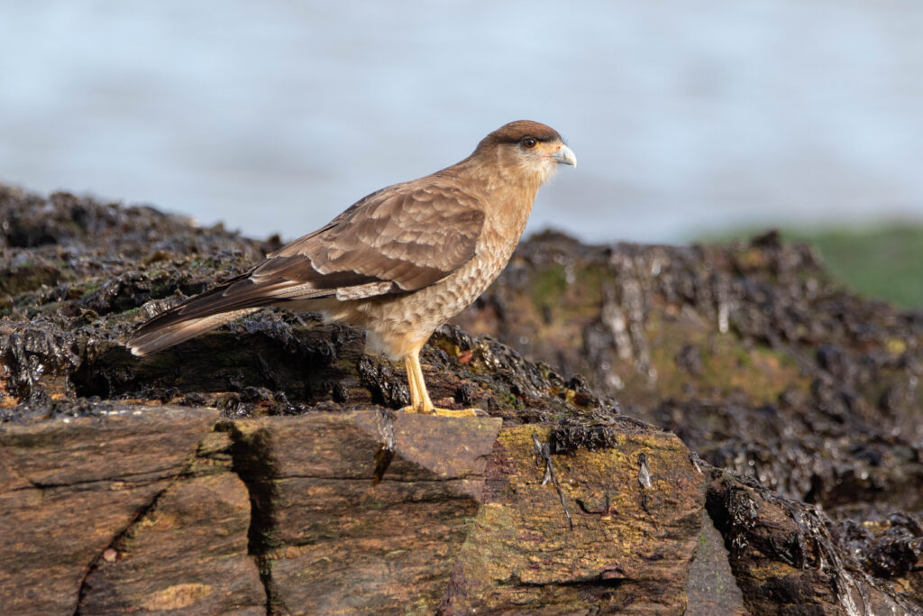 Caracara chimango (Milvago chimango - Chimango Caracara 4