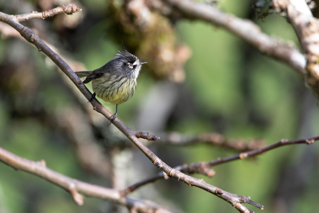 Taurillon mésange (Anairetes parulus - Tufted Tit-Tyrant) 3