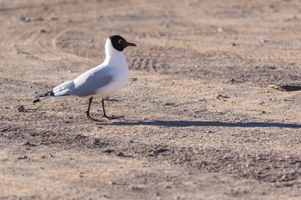 Mouette des Andes (Chroicocephalus serranus - Andean Gull) 2