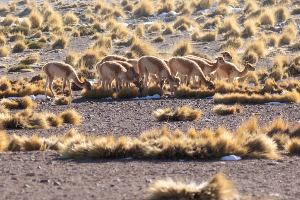 Vigognes (Vicugna vicugna - Vicuña) 2